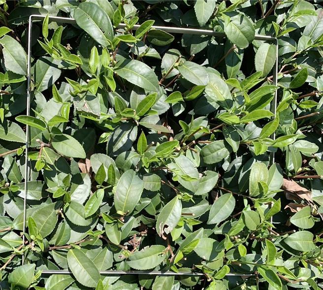 碰上极端天候，忽冷忽热，让茶树如洗三温暖，加上雨下得太晚又少，进入採收期的乌龙出现公孙芽比例过高情况。（梅山乡公所提供／吕妍庭嘉义传真）