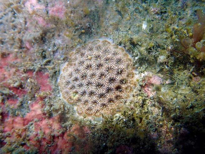 基翚海域是台湾特有种一级保育类「福尔摩沙偽丝珊瑚」的栖地。（地球公民基金会提供／蔡佩珈台北传真）