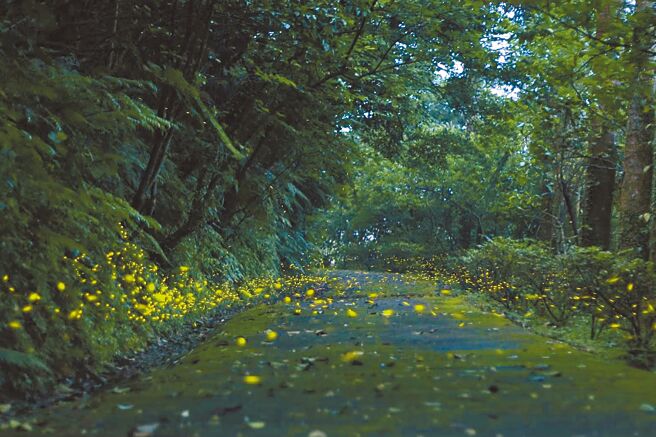 新北市郊区復育萤火虫有成，农业局公布辖内有54处赏萤秘境。（新北市农业局提供／柯毓庭新北传真）