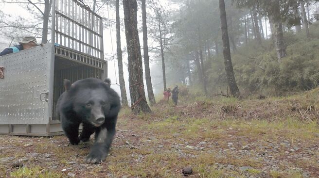 和平區松茂部落受傷的黑熊已痊癒，9日進行野放，黑熊開心奔向山林。（林業保育署台中分署提供／陳淑娥台中傳真）
