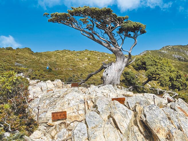 坐落于台东县海端乡嘉明湖国家步道的「向阳名树」玉山圆柏树龄近900多年，林保署呼吁勿踩踏其根部及周围土壤。（林业及自然保育署台东分署提供／蔡旻妤台东传真）