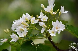 彰化幸福桐花绽美 五处景点四大亮点推荐