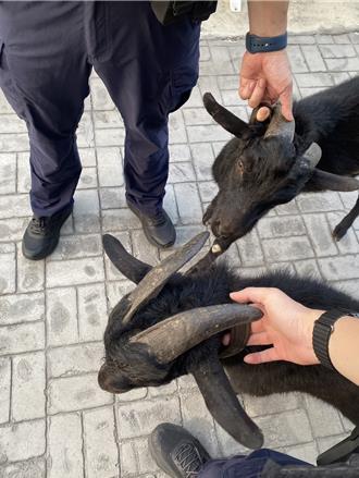 黑山羊車流中亂竄 警民合力成功圍捕