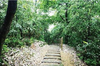 新北客家桐花祭開跑 7旅遊路線15日開放報名