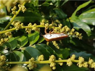 荔枝椿象密度升高 百万「平腹小蜂」大军应战