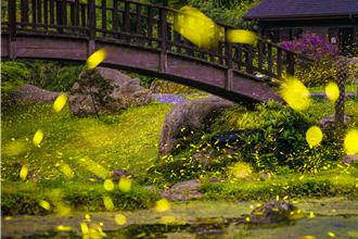 螢光閃閃！嘉義山區22處賞螢美境大公開