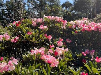 高山杜鵑花季如期登場  合歡群峰步道12日開放迎賓