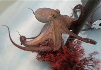 澳洲研究：海溫持續上升 章魚恐失明