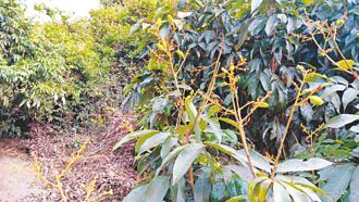 高雄 玉荷包落果嚴重 逾半果農忍痛棄收