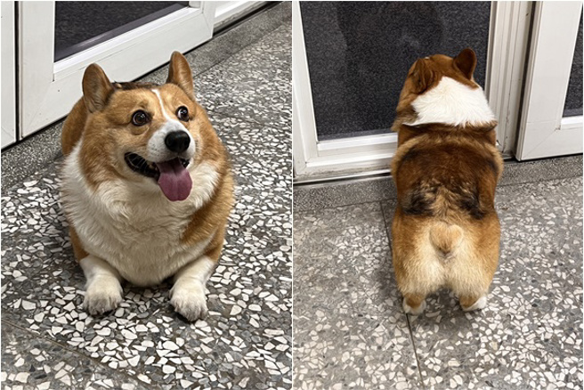 走失的胖柯基「Gucci」自行跳到機車腳踏板上，讓騎士頓時不知所措，只能「送重基」直衝翁子派出所求助。(葉庭欣/翻攝)