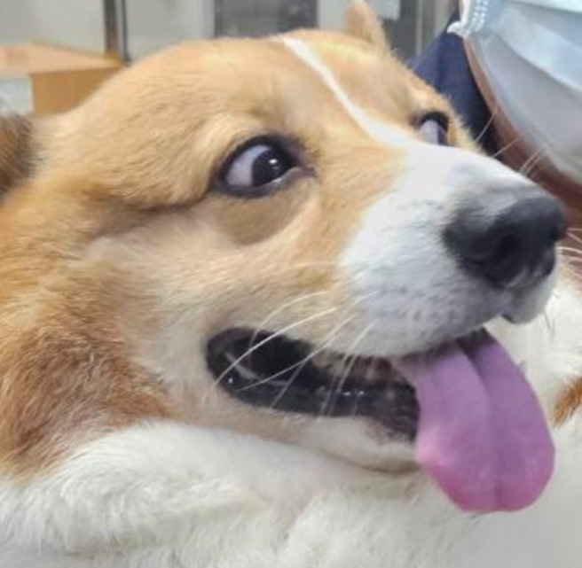 在拍攝照片期間，「Gucci」表情相當豐富，讓員警忍不住幫他做了表情包。(葉庭欣/翻攝)