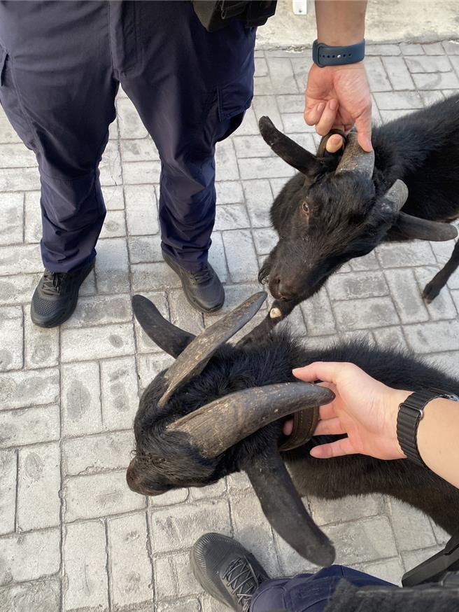 上下班时间车流量大的台中市西屯区福裕路，竟出现2头黑山羊在车阵中逛大街，引发民眾注意。（民眾提供）