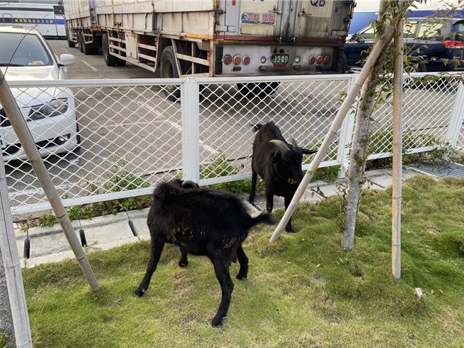 上下班时间车流量大的台中市西屯区福裕路，竟出现2头黑山羊在车阵中逛大街，引发民眾注意。（民眾提供）