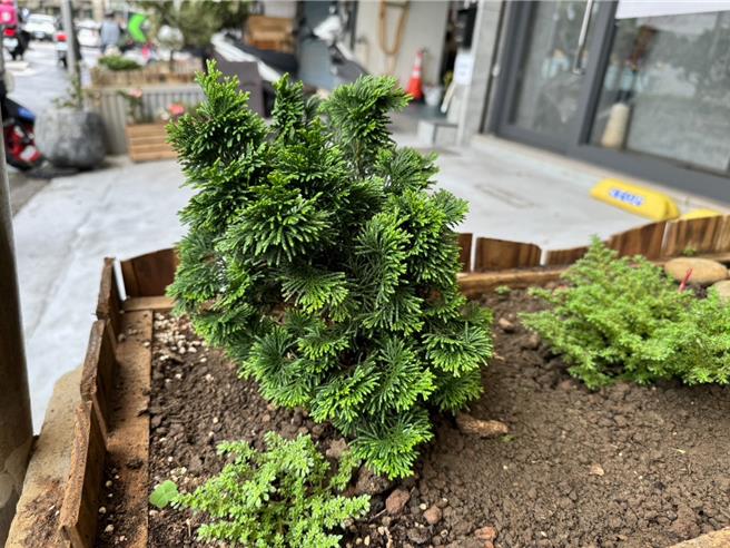 林嫌徒手將日本黑松挖走，警方懷疑已遭他變賣。（翻攝照片／林郁平台北傳真）