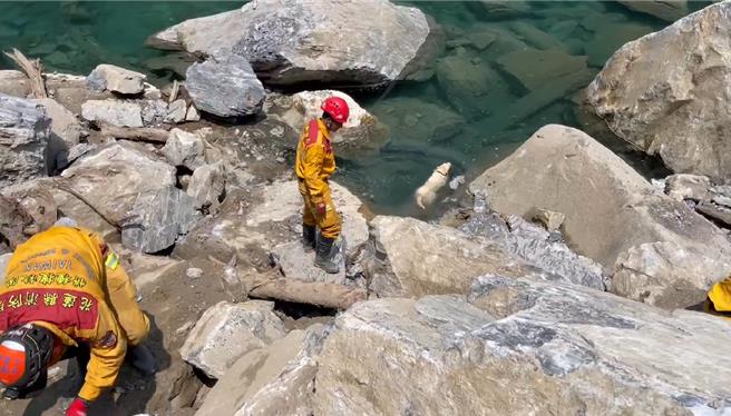 搜救人员今带着搜救犬Hero，持续挺进太鲁阁国家公园砂卡礑步道，搜找震后失联迄今的澳洲籍新加坡夫妻，正当全员正在石堆里搜找时，Hero却突然「翘班」跳进一旁深潭里游泳消暑，萌样令人融化。（花莲县消防局提供／罗亦晽花莲传真）