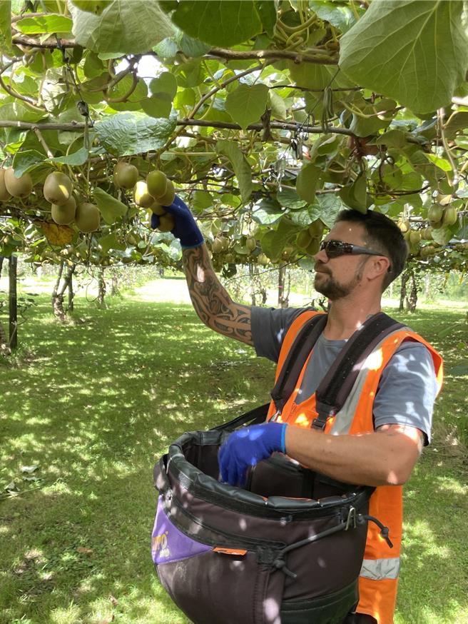 每年4月至10月是奇异果产季，Zespri果园Kytui Orchard近期可见採果者辛勤採收。（朱世凯摄）