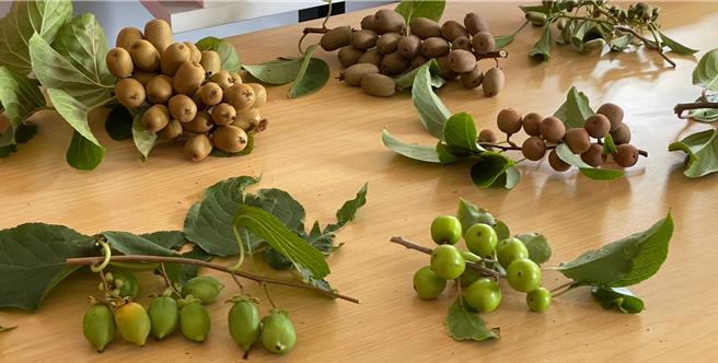 Zespri为开发新品种奇异果，在不同顏色、口味的果实上找出优秀基因。（朱世凯摄）