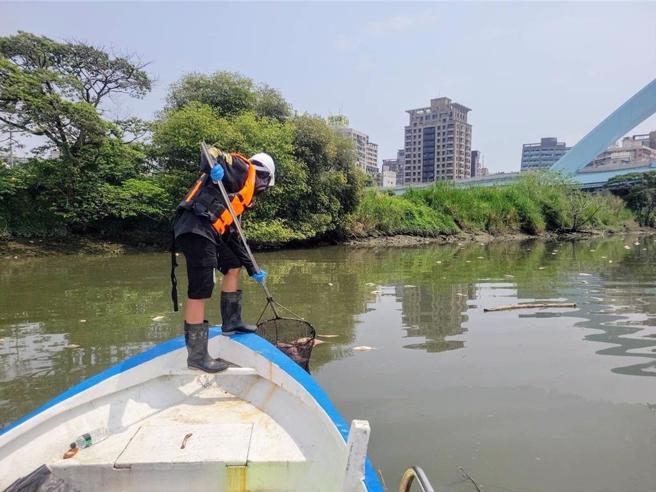 新店溪溶氧不足致魚群死亡，台北市水利處打撈死亡魚體。(黃敬文翻攝)
