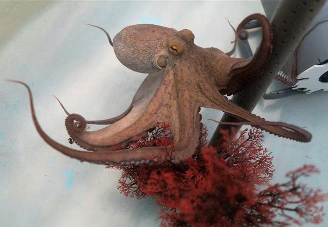 （图／路透社）