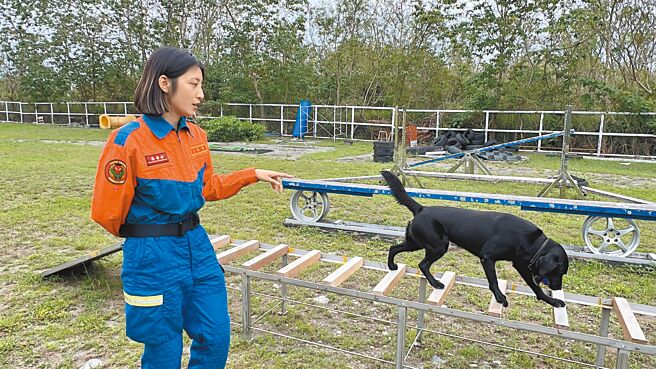 台东县消防局搜救犬小组领犬员李妍钧与通过国际IRO瓦砾初级评量黑拉不拉多犬Jodie，正在执行日常训练。（蔡旻妤摄）