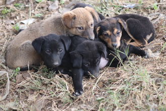 阿嬤每天裝6幼犬去墓園 鄰居跟蹤見催淚一幕