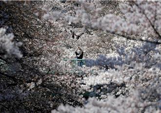 日本將贈250棵櫻花樹 作為美國獨立250周年賀禮