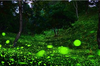 東勢林場螢火蟲季登場 攝影大師傳授拍螢河飛舞訣竅
