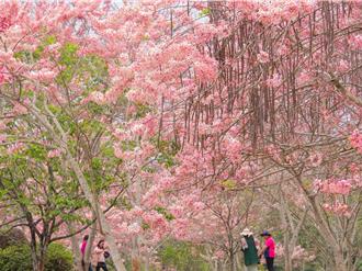 暨大花旗木滿開美不勝收  享受被粉紅色包圍的浪漫
