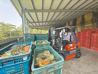 内外销需求大 关庙凤梨採收青黄不接