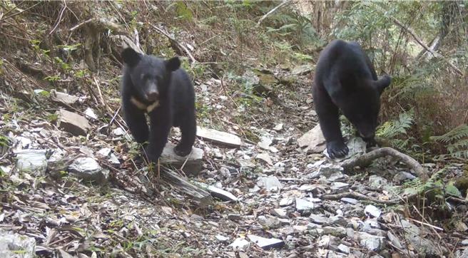近年花莲卓溪乡偶有臺湾黑熊出现，农业部林保署委托野声公司监测，并在2021年至2023年间拍摄到79只（次）台湾黑熊，可辨识出至少20只不同个体。（林保署提供／林良齐台北传真）