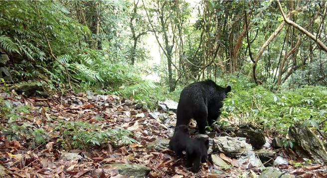 近年花莲卓溪乡偶有臺湾黑熊出现，农业部林保署委托野声公司监测，并在2021年至2023年间拍摄到79只（次）台湾黑熊，可辨识出至少20只不同个体。（林保署提供／林良齐台北传真）