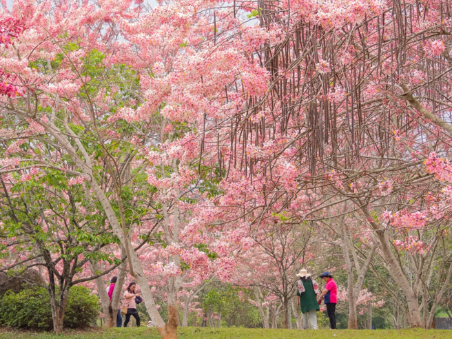 花旗木又被称为「四月樱花」、「泰国樱花」。(照片/国立暨南国际大学提供)
