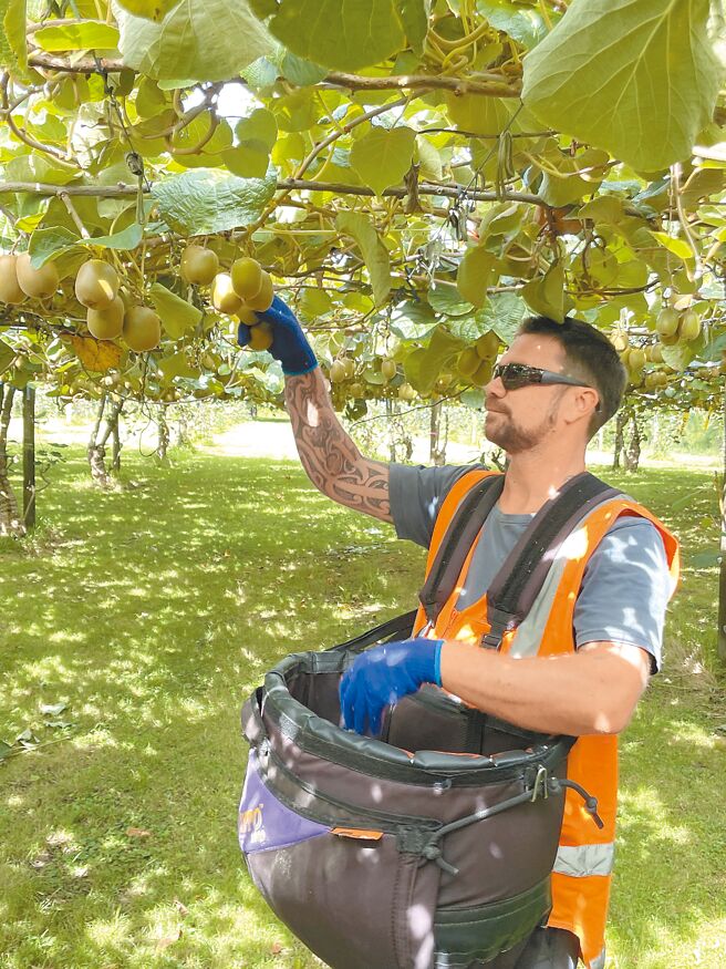 每年4月至10月是奇异果产季，Zespri果园Kytui Orchard近期可见採果者辛勤採收。（朱世凯摄）