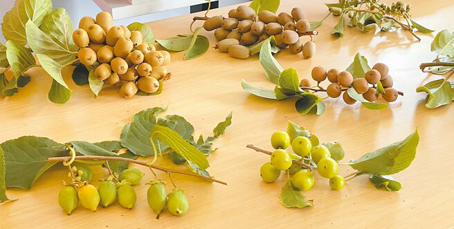 Zespri為開發新品種奇異果，在不同顏色、口味的果實上找出優秀基因。（朱世凱攝）