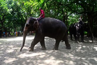 爸帶17歲兒子上班 兒被大象捲起重摔 不治身亡