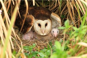 珍貴草鴞紀錄片高雄首映 近距離欣賞最萌猛禽