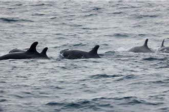 中信金携手绿能公益协会 调研在地鲸豚
