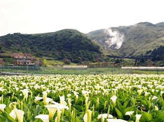 台北青農返鄉種海芋 協助創新轉型休閒農業