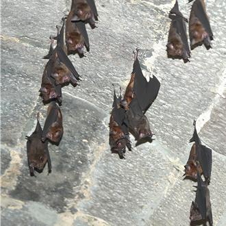 劉銘傳隧道開放自由參觀 超萌台灣葉鼻蝠倒掛隧道中