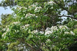 苗栗縣四月春繁似錦  桐花紅花風鈴木盛開