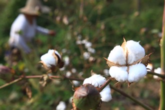 军企正愁火药原料 欧盟却禁掉「陆产棉花」 专家：毫无配套在施政