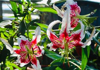 平溪紫東社區復育有成 極危物種豔紅鹿子百合達萬株