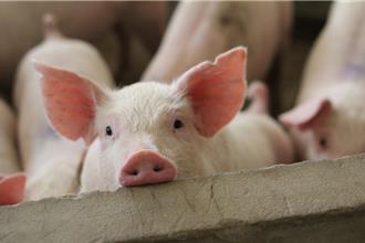 四川養豬場「7人集體死亡」 化糞池氣體中毒釀慘劇