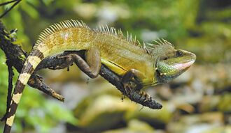 新北 「獵龍計畫」 加強清除外來綠水龍