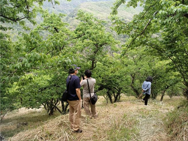高市府日前邀集農試所、高改場、農糧署勘查青梅災情。（農業局提供／林瑞益高雄傳真）