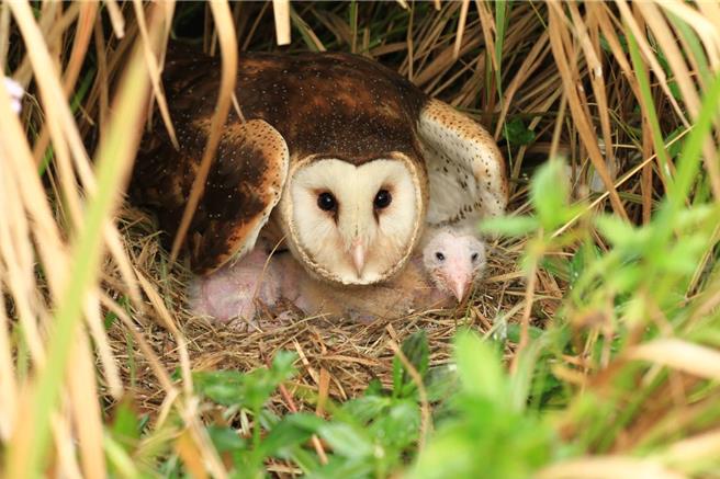 草鸮分布在台湾西南地区草地，是台湾一级保育、最濒危猫头鹰，模样可爱。（曾志成提供／袁庭尧高雄传真）