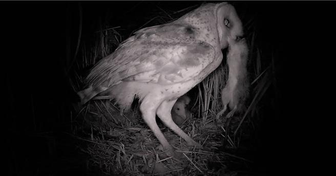 草鸮是猎鼠高手，有助除鼠患。（许晋荣提供／袁庭尧高雄传真）