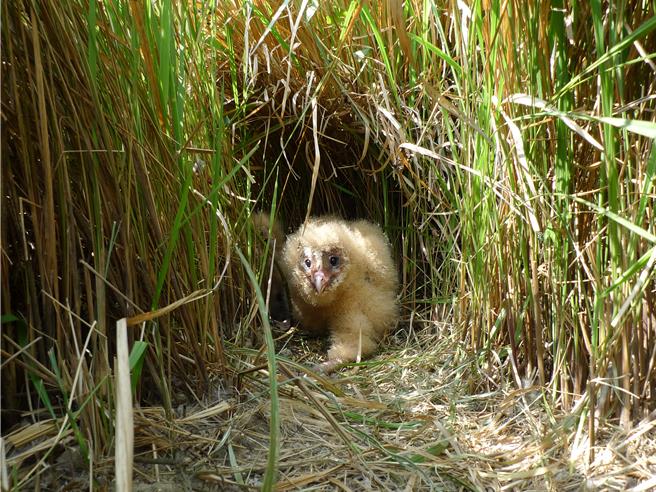 刚出生的草鸮宝宝。（林昆海提供／袁庭尧高雄传真）