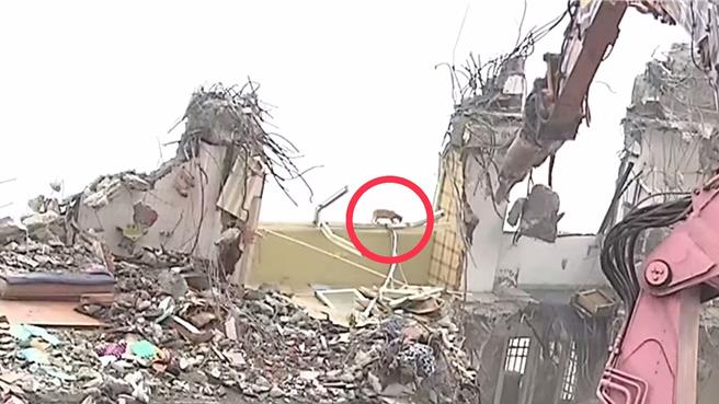 市区倒塌倾倒天文星大楼持续拆除，今早电视媒体现场直播时，拍到一只疑橘毛猫出现在顶层。（翻摄画面／王志伟花莲传真）