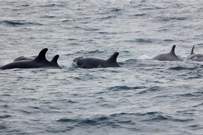 守护海洋资源，中信金控携手绿能公益协会调研在地鲸豚。（中信提供）